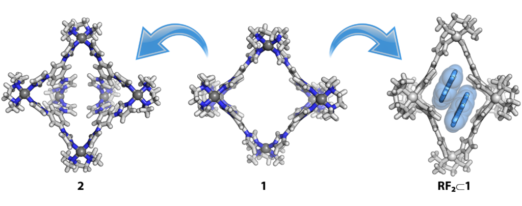 Host-Guest Interactions Under Molecular Confinement within a Flexible Coordination Cage